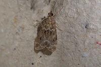 Eudonia mercurella