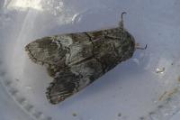 Drymonia querna