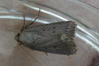 Amphipyra tragopoginis