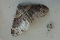 Xanthorhoe ferrugata