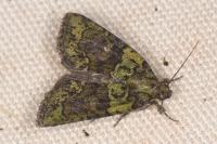 Cryphia algae