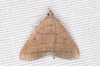 Herminia tarsipennalis