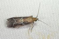 Uncinus obductellus