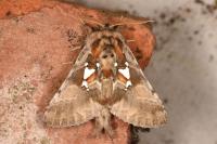 Spatalia argentina