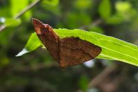 Camptogramma bilineata