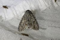 Acronicta aceris