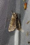 Apamea crenata