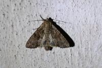 Apamea monoglypha monoglypha