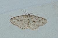 Ectropis crepuscularia