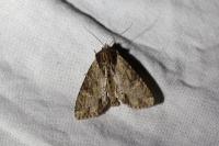 Apamea monoglypha monoglypha