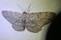 Hypomecis punctinalis