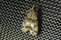 Eudonia mercurella
