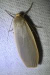 Collita griseola