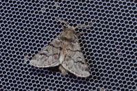 Thaumetopoea pityocampa