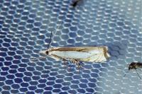 Crambus pascuella
