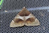 Dysgonia algira