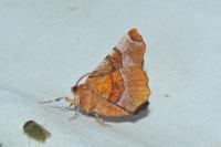 Selenia tetralunaria