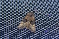 Euplexia lucipara
