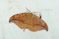 Drepana curvatula