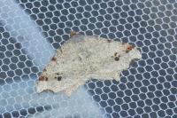 Macaria alternata