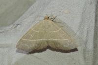 Trisateles emortualis
