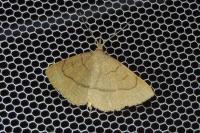 Paracolax tristalis