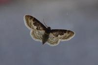 Idaea rusticata