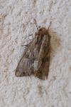 Apamea monoglypha monoglypha