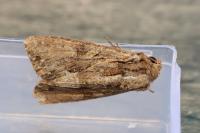 Apamea monoglypha monoglypha
