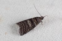 Acrobasis obtusella