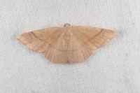 Cyclophora suppunctaria