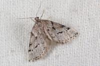 Eumannia oranaria