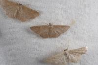 Idaea elongaria