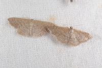Idaea elongaria