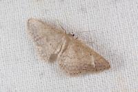 Idaea elongaria
