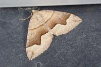 Scotopteryx angularia/moeniata
