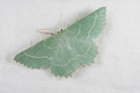 Thalera fimbrialis