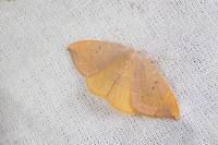Watsonalla binaria