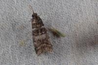 Acrobasis obtusella