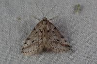 Eumannia oranaria