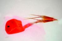 Homoeosoma inustellum