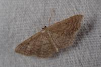 Idaea elongaria