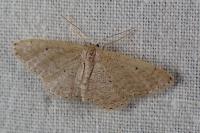Idaea elongaria