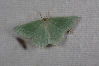 Thalera fimbrialis