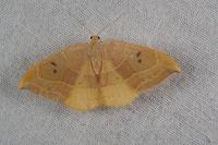 Watsonalla binaria