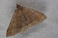 Zanclognatha zelleralis