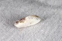 Cilix glaucata