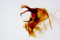 Cilix glaucata