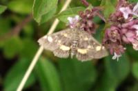 Pyrausta aurata