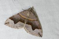 Scotopteryx moeniata